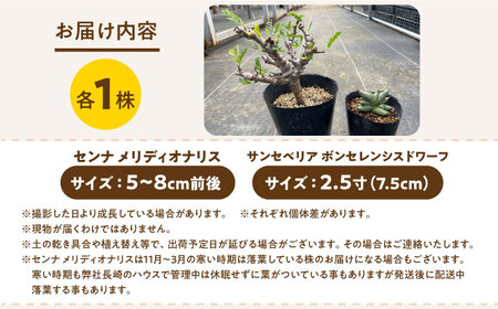 センナ メリディオナリス ＆サンセベリア ボンセレンシスドワーフ 各1株 Senna meridionalis ＆sansevieria boncellensis dwarf&nbsp;長与町/アグリューム[EAI240]