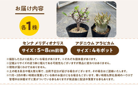 センナ メリディオナリス ＆ アデニウム アラビカム 各1株 Senna meridionalis ＆ Adenium arabicum長与町/アグリューム[EAI246]