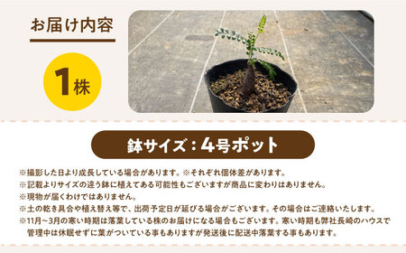 Operculicarya pachypus　オペルクリカリア パキプス（中）1株 長与町/アグリューム[EAI308]