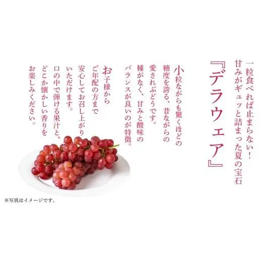 デラウェア 1kg 【 2026年6月発送開始 】 (茨城県共通返礼品：大子町)