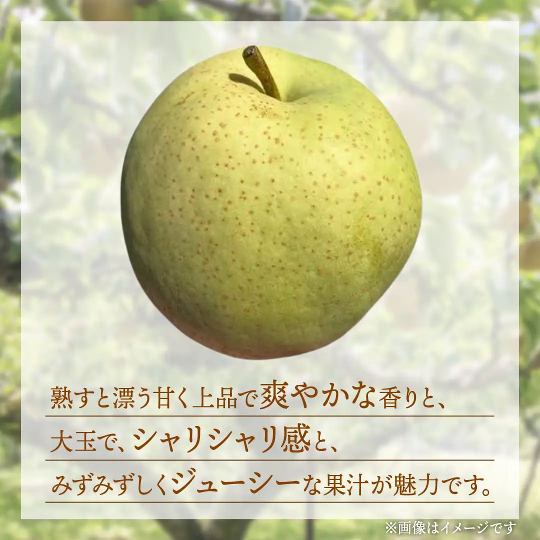 【ふるなびWEEK対象】 かおり 梨 5kg 【2026年8月中旬発送開始】(茨城県共通返礼品：大子町)