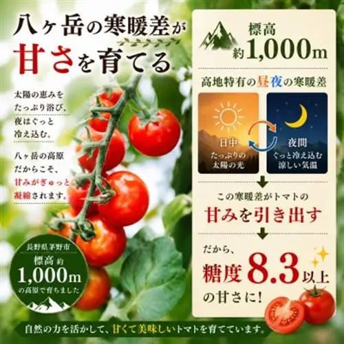 【先行受付】蓼科野菜　八ヶ岳産高原育ちのフルーツミニトマト サマー千果 約2kg【配送不可地域：離島】【1645910】