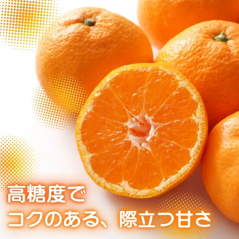先行予約 2026年11月下旬より発送 【 訳あり 】 甘さが違う極上みかん 5kg 