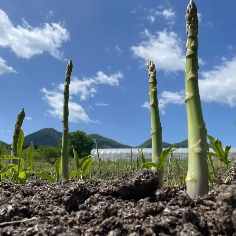 【先行予約】夏 アスパラガス 約2kg 農家直送 ハウス栽培（路地栽培あり）| 野菜 やさい ヤサイ 根物 ねもの ネモノ アスパラ あすぱら アスパラガス あすぱらがす 夏 旬 出荷 長野県 木島平村 ハウス栽培 路地栽培 農家 直送