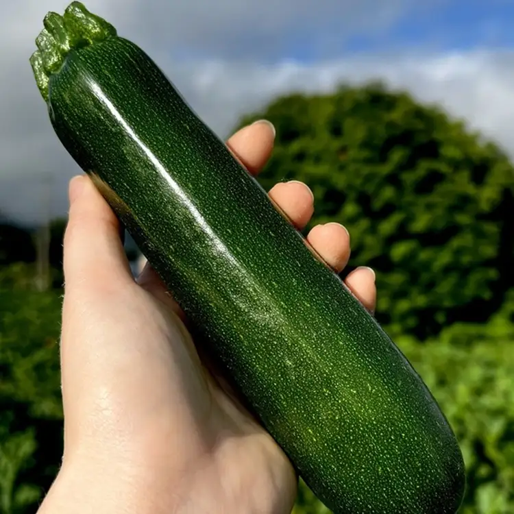 木島平産ズッキーニ 約2kg（太地農園） | 野菜 夏野菜 やさい ベジタブル vegetable  ズッキーニ ウリ科 カボチャ属 ラタトゥイユ 冷製 煮込み料理 焼き野菜 ゆで野菜 BBQ 2kg箱 木島平村 長野県 信州 北信州