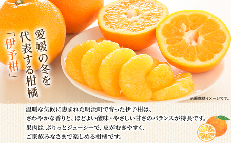＜伊予柑 贈答用 約2.5kg＞ ギフト いよかん イヨカン みかん 蜜柑 柑橘 果物 くだもの フルーツ ミカン 愛媛 国産 2.5キロ 果汁 ジューシー 明浜 特産品 笑丸 愛媛県 西予市【常温】『2026年1月下旬より順次出荷予定』AAN0071