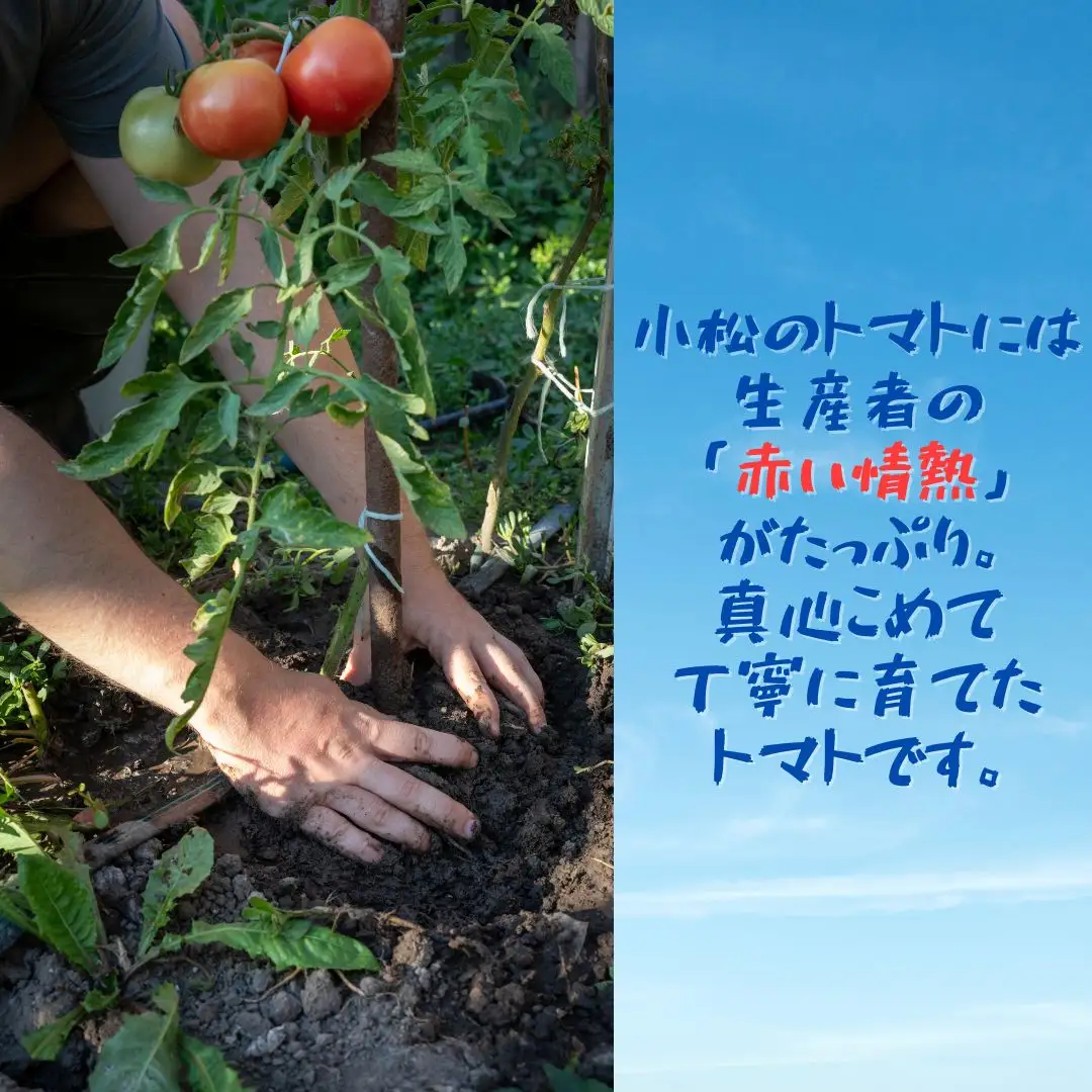 春トマト  40玉～48玉（約8kg）小松産 野菜 春とまと | 石川県 小松市【JAあぐり】