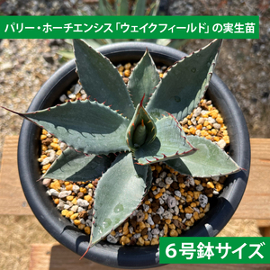 アガベ　パリー・ホーチエンシス『ウェイクフィールド』【観葉植物 自然 お庭 インテリア 多肉 アガベ 6号 鉢 ナチュラル 鹿嶋市産 実生】（KCP-8-b）