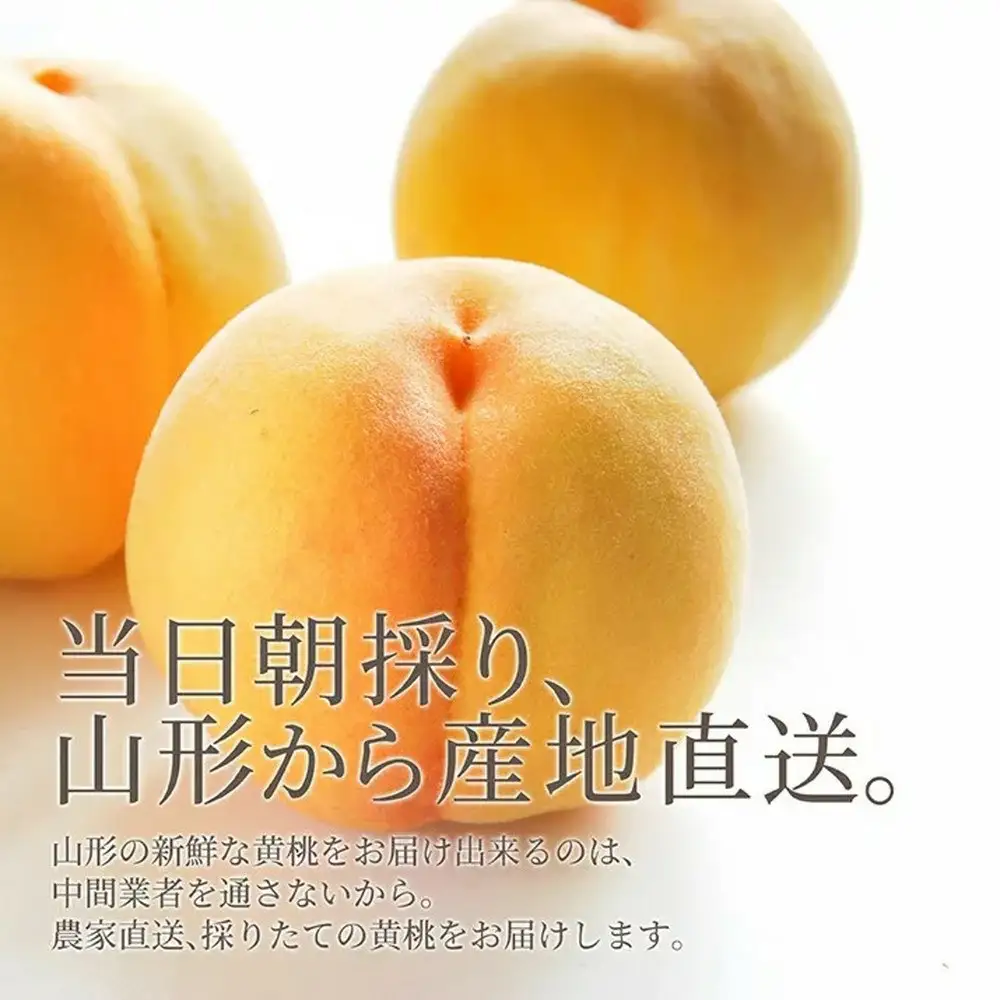 もも きららの極み 2kg フルーツ 果物 山形 黄桃 モモ