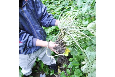 わさびの醤油漬け&味噌漬け(各2個セット) 和歌山県印南町産【0276-3】