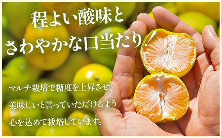 【2026年出荷分】グリーンみかん(2S～Mサイズ) 5kg 家庭用 丸萬農園 グリーンみかん mn-0016