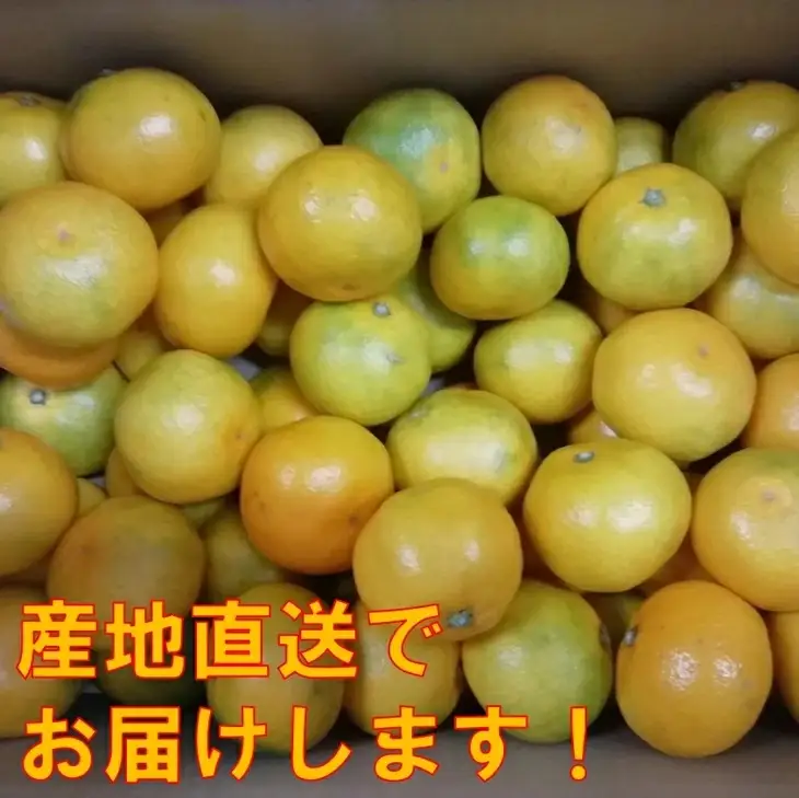 みかんの産地和歌山日高地方からお届け!みかん 5kg《先行予約》2026年11月頃から順次発送予定【0336-4】