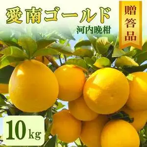 先行予約 贈答用 愛南ゴールド（河内晩柑）約10kg みかん 蜜柑 河内晩柑 グレープフルーツ ギフト 贈答品 お祝い プレゼント 果実 ジュース ゼリー 正品 人気 果汁 さわやか 甘い 夏 デザート 柑橘 果物 フルーツ 前田ファーム 愛媛 愛南 【発送期間 3月下旬～5月上旬 】(なくなり次第終了)