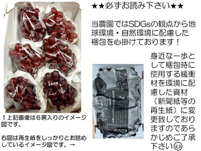 世羅産クイーンセブン 約3kg【先行予約・数量限定】カナダ人農園主 ぶどう ブドウ マスカット クイーンセブン フルーツ 果物 くだもの 産地直送 世羅 ラピアビンヤード【2026年8月下旬以降順次発送】 A021-24