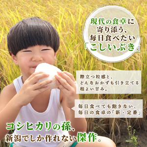 【先行予約】令和8年産 こしいぶき 精米 10kg 新発田市産 こしいぶき kwsKI
