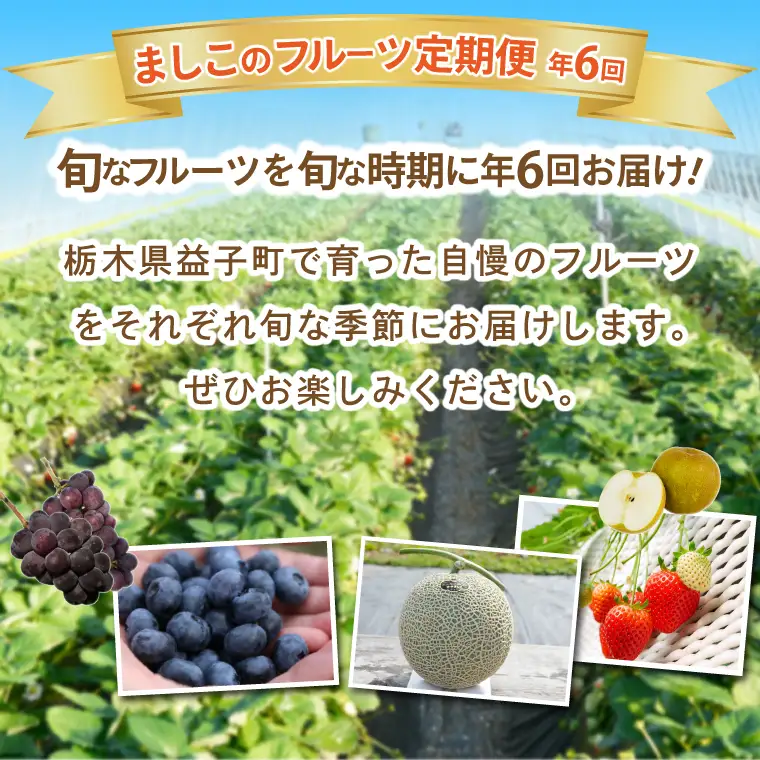 栃木県産 フルーツ 定期便 年6回 道の駅ましこ AA046