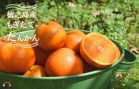 《今が旬！》島の農家さん直送便！徳之島産もぎたてたんかん（10キロ） ( タンカン フルーツ みかん 果物 柑橘 甘い 徳之島 奄美 鹿児島 もぎたて フレッシュ 世界自然遺産 フルーツアイランド 先行予約 )