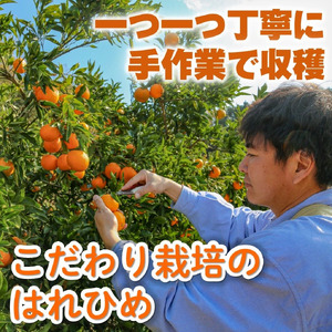 訳あり はれひめ 約5kg (40-50個程度) 【2027年1月上旬頃から順次発送】【MCF0212】