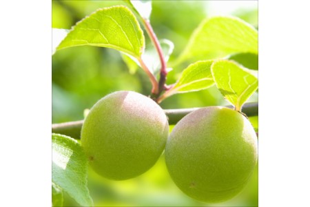 紀州南高梅 桃風味梅干 2kg【0508-5】