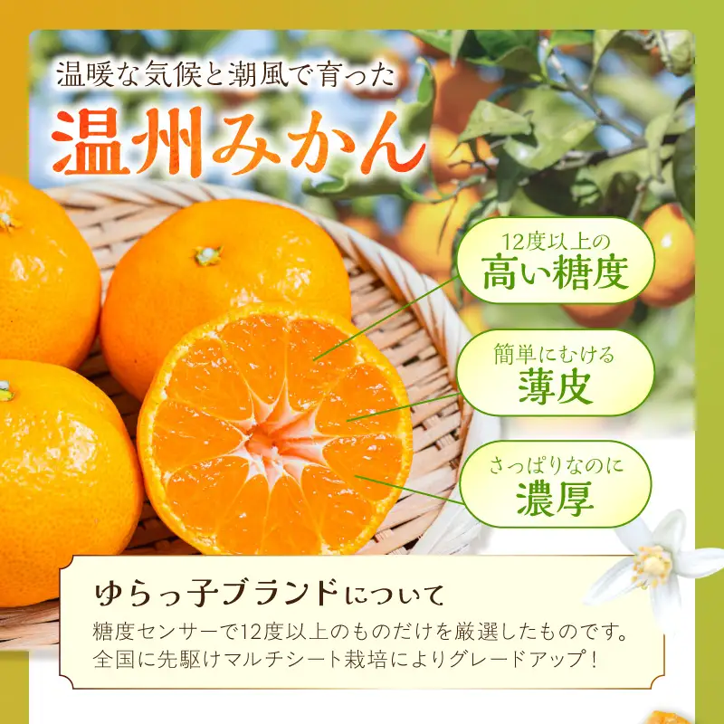 御坊市・日高川町・由良町産 温州みかん（ゆらっ子）5kg《先行予約》【0553-3】
