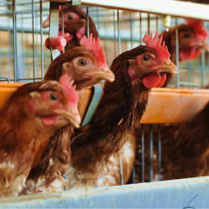 純国産鶏もみじ卵 楡の木ファームのもみじたまごL 80個 卵 タマゴ 玉子 新鮮 濃厚 卵かけご飯 TKG 広島県 世羅 A028-03