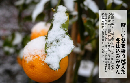 みかん 春待ち 越冬みかん 箱込7.5kg(内容量6.8kg) 等級／サイズミックス 和歌山県産 産地直送