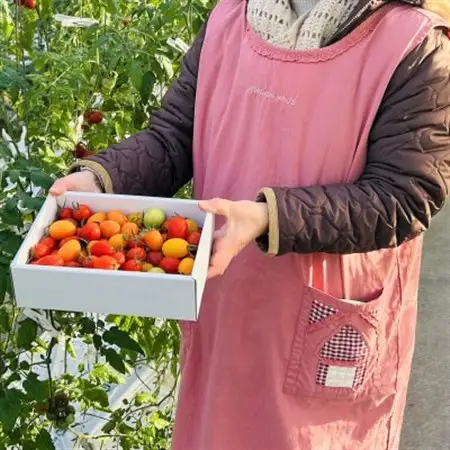 【朝穫り】イナカカラミニトマト【高糖度セレクト】【配送不可地域：離島・沖縄県】【1706756】