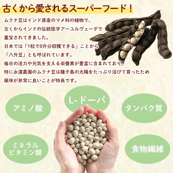 ムクナ豆 200g 八升 ハッショウマメ 【永濱農園】n428