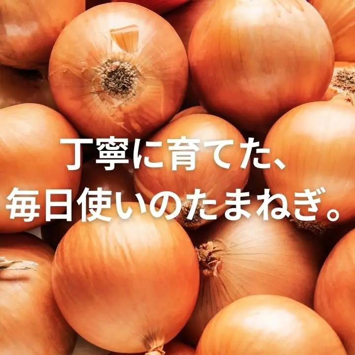 玉ねぎ 10kg / 玉ねぎ