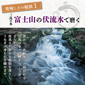 【2026年9月～順次発送】 うなぎ蒲焼 2人前 2尾 冷蔵 三島名物 老舗 鰻問屋 うなぎ 蒲焼き 鰻 ウナギ 真空パック 浜名湖 土用丑の日 贈答用 惣菜 うな重 うな丼 伝統 贈り物 鰻料理 ウナギの蒲焼 和食 浜名湖うなぎ 山本実生商店 三島市 静岡県