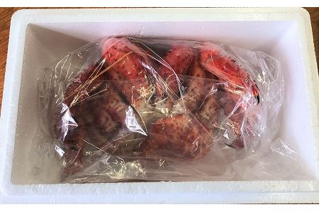 【北海道根室産】花咲ガニ400g以上×1尾 A-59004