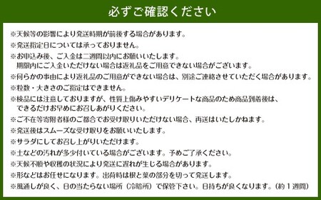佐賀県太良町産 牟田農園の春の新玉ねぎ たっぷり大玉 5kg （2L） 【2027年4月上旬～6月上旬発送予定】 たまねぎ タマネギ 野菜 新玉ねぎ 玉ねぎ 農家直送 佐賀県 太良町