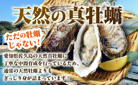 佐久島産天然真牡蠣 参州オイスター 1kg ≪配達不可エリア：北海道・沖縄・離島・東北・九州≫・E029-145