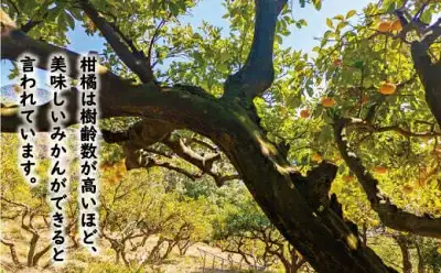 数量限定 先行予約 訳あり 木成り 完熟 甘夏 15kg 10000円 樹齢 50年 みかん あまなつ 夏みかん グレープフルーツ だいだい 家庭用 事前 予約 受付 産地直送 国産 農家直送 糖度 果樹園 期間限定 特産品 ゼリー マーマレード ピール ジュース デザート 等に 人気 甘い おいしい フルーツ 果物 柑橘 蜜柑 規格外 減農薬 あいなん総合ファクトリー 愛南町 愛媛県