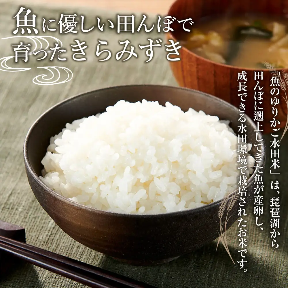 米 きらみずき 魚のゆりかご水田米 滋賀県産 10kg  | お米 こめ 白米 ごはん ご飯 国産 野洲 滋賀県産 美味しいお米 食感 環境保護 農業支援 エコ農法 お取り寄せ