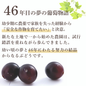ぶどう 先行予約 ぶどうの房 1房 600～700g 2026年産