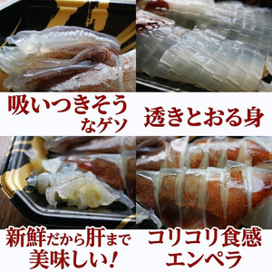 活きイカ姿造り 150g 阿武町産