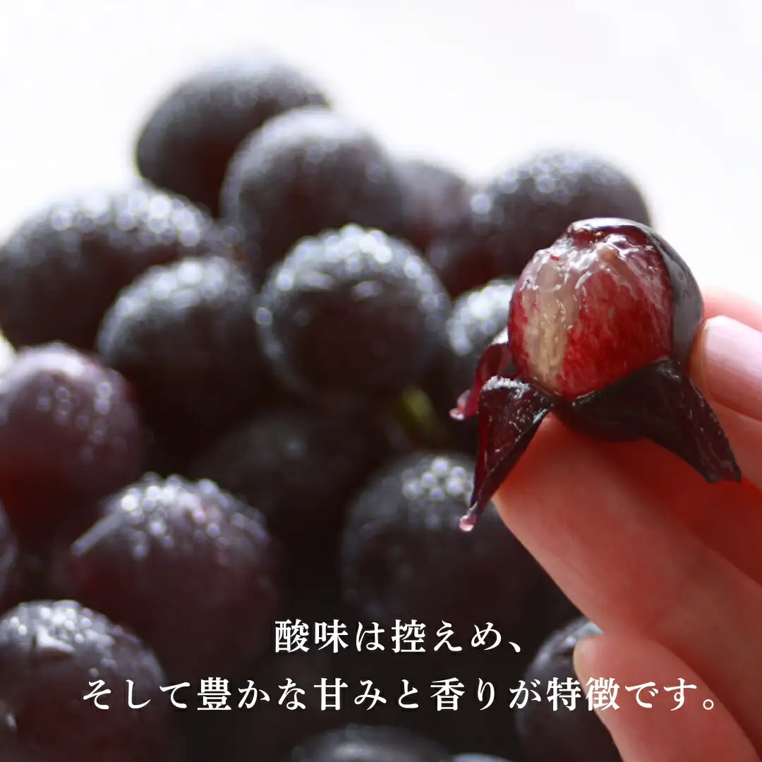 【2026年先行予約】朝採り 巨峰 約800g | 巨峰