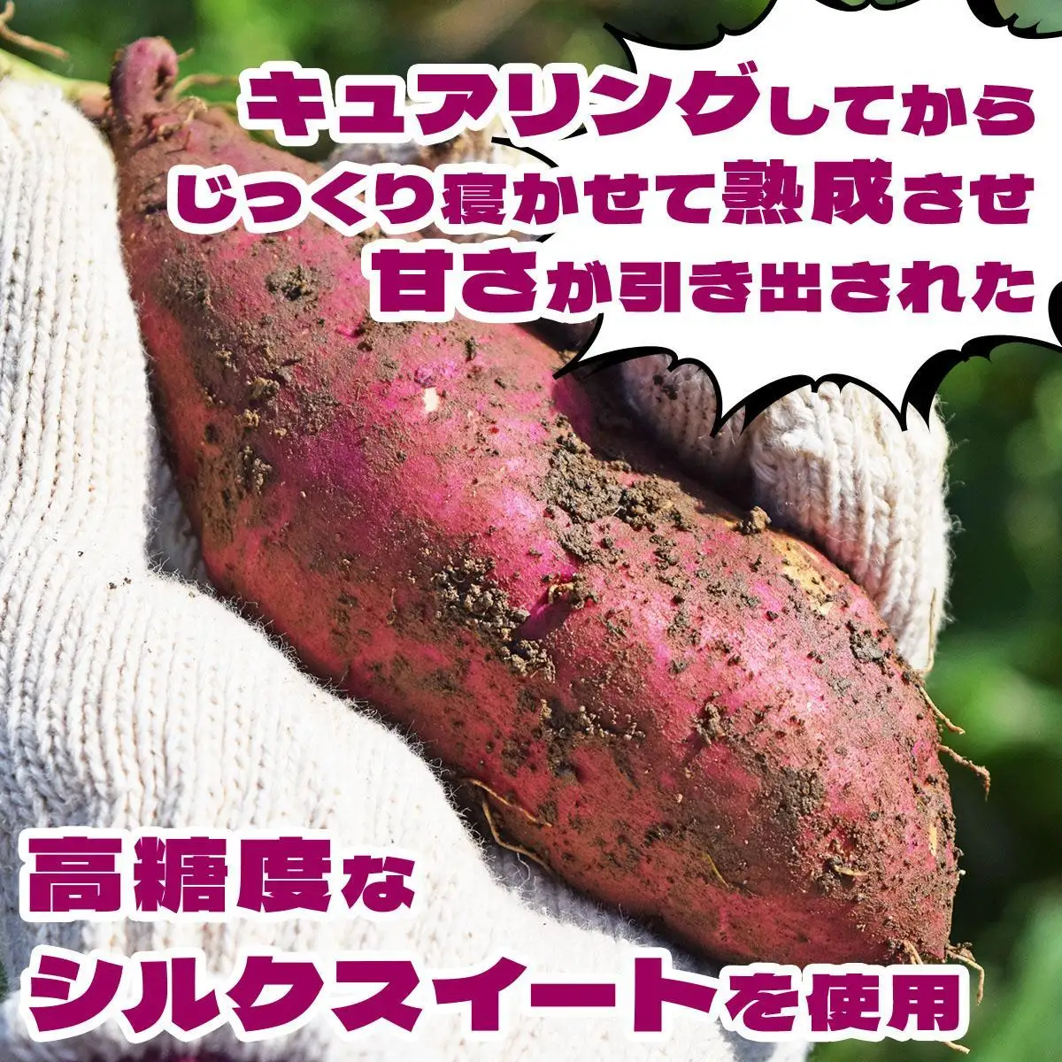 伊達の畑から そのまんま シルクスイート 厚切りさつまいもフライ ５パックセット【upd-002】