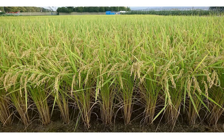 【2025年度産】ミクニ農園 ヒノヒカリ 5kg お米 白米