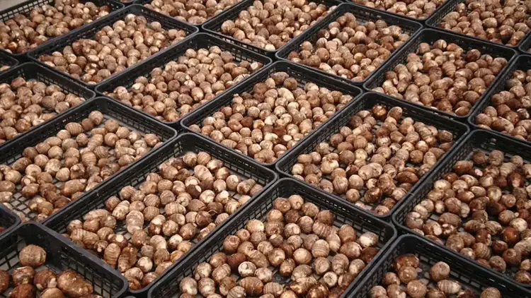 【先行予約】甲斐市産 八幡芋 Lサイズ 1.0kg  里芋 いも ミクニ農園