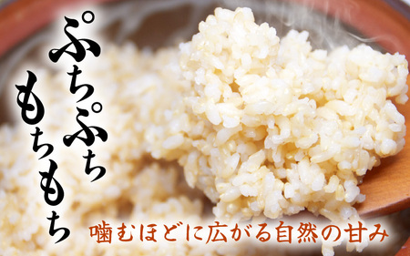 【玄米】5kg コシヒカリ 令和7年産 玄米【長谷川農園】 [m22-a014]
