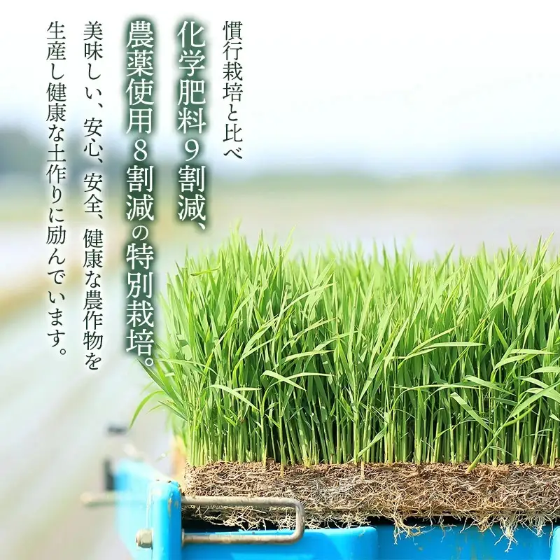 【令和7年産】【定期便3ヶ月】特別栽培米 つや姫 【玄米】 20kg（5kg×4袋）×3回　山形県鶴岡市産　出羽弥兵衛　| お米 米 コメ こめ ライス つやひめ 20キロ ご飯 ブランド米 国産 主食 お取り寄せ 返礼品