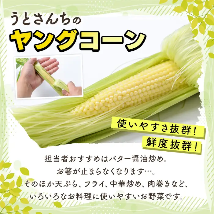 ヤングコーン (20本) 国産 野菜 ヤングコーン 鹿児島県産 阿久根市産 天ぷら フライ 中華炒め 肉巻き 【うとさんち】akn067-17