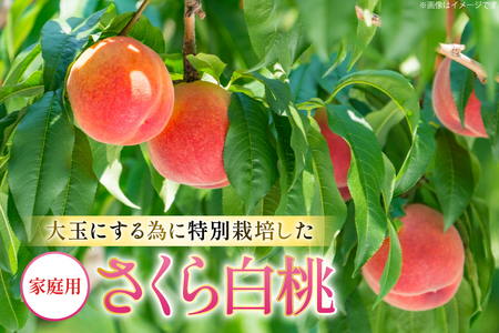 【期間限定発送】 桃 さくら白桃 訳あり 2kg 家庭用