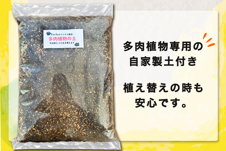 《9月下旬より順次発送》多肉植物 苗 おまかせ 24ポット★多肉植物専用土2パック付きで初心者も安心！｜先行受付 ガーデニング [0995]