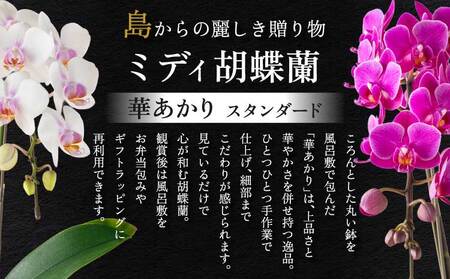 蘭 ミディ胡蝶蘭 華あかり スタンダード 2本立ち