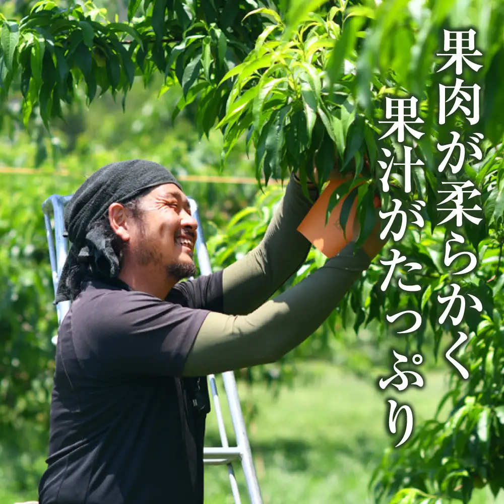 《ご家庭用》 岡山の白桃 （早生種） 5～6玉 （合計約1.3kg） 桃 もも モモ 白桃 くだもの 果物 国産フルーツ 国産 岡山県 倉敷市 【2027年6月下旬～7月下旬迄順次発送予定】
