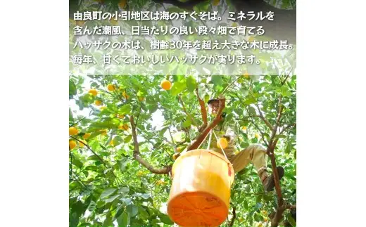 【ふるさと納税】 濃厚! 訳あり 小玉 八朔 / はっさく 甘い 家庭用 柑橘 晩柑 和歌山 / 5kg ※2027年2月下旬～3月下旬頃に順次発送予定【hnk021-s-5】
