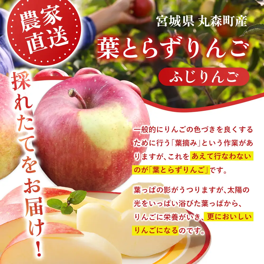 【先行予約】《2026年12月上旬～12月下旬出荷》宮城県丸森町産　葉とらずふじりんご　14～18個入り（約5kg）　1箱【48001】